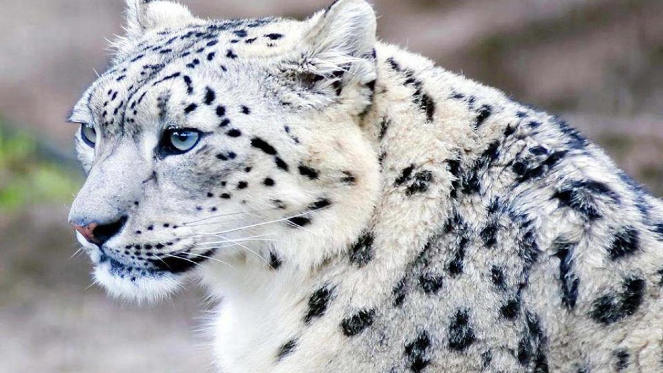Mac os x 10.6 snow leopard download